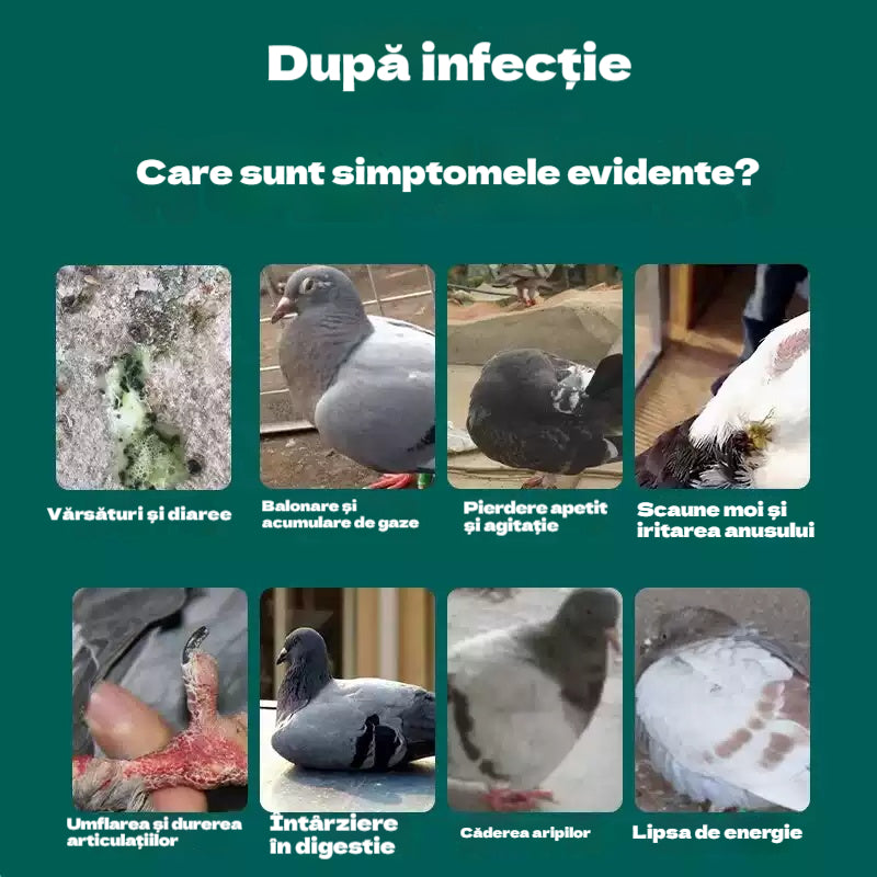 🕊️🕊️100 de comprimate, medicament special pentru porumbei voiajori, tratament 6 în 1 pentru porumbei - vindecare rapidă, rezultate semnificative
